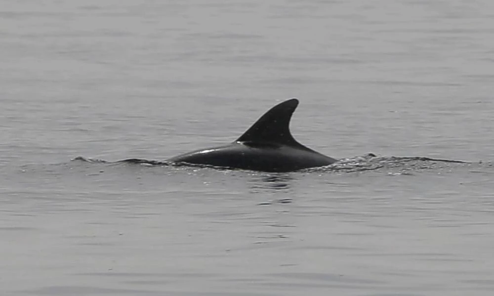 Καλλικράτεια: Νεκρό δελφίνι εντοπίστηκε σε ακτή